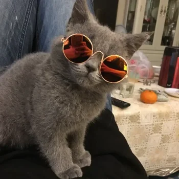 Smiješno ljubimac s slika Za Cooler obojene Leće, Sunčane Naočale dodatna Oprema Bodove Rekvizite Pas Sunce Mačka Proizvoda za kućne ljubimce Proizvodi za kitty